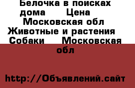 Белочка в поисках дома))) › Цена ­ 1 - Московская обл. Животные и растения » Собаки   . Московская обл.